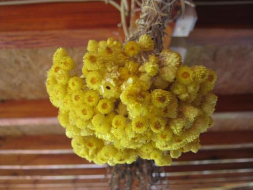 a bunch of yellow grapes hanging from a ceiling at Risto's Guest House in Ohrid