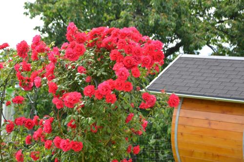 a bush of red roses next to a house at ERLEBNISBAUERNHOF Steinerhof in Kärnten in Liebenfels