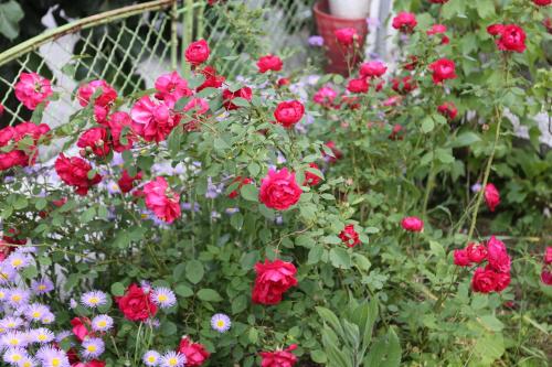 un giardino pieno di rose rosse e altri fiori di Vila Venera a Velingrad