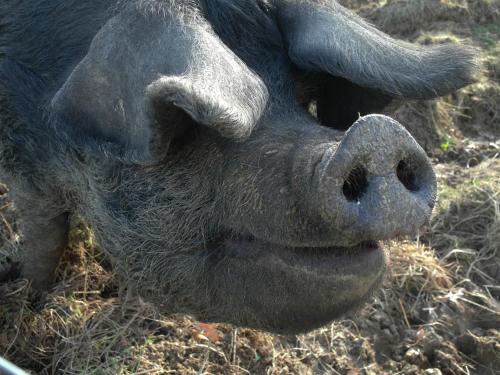 a close up of the nose of a large animal at B&B - Chambres d'Hôtes Acoucoula in Orthez