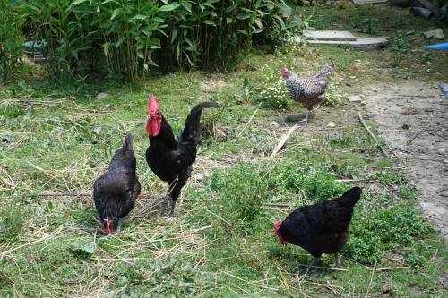 a group of chickens standing in the grass at B&B - Chambres d'Hôtes Acoucoula in Orthez