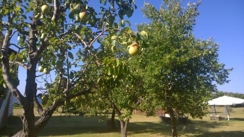 two trees with pears on them in a park at Ktima Holoway Apartments in Therma