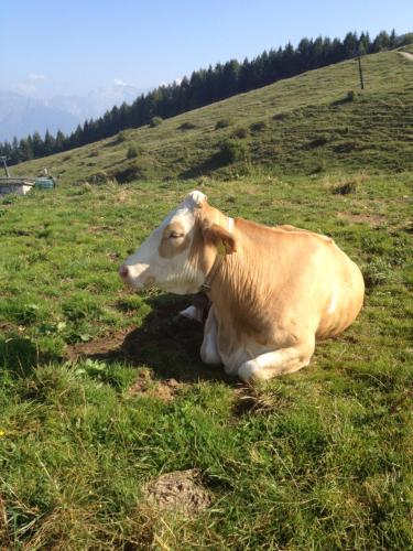a cow laying in the grass on a hill at Albergo Slalom in Belluno