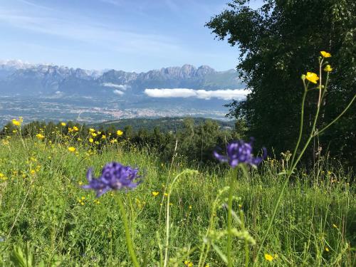 a field of flowers with mountains in the background at Albergo Slalom in Belluno