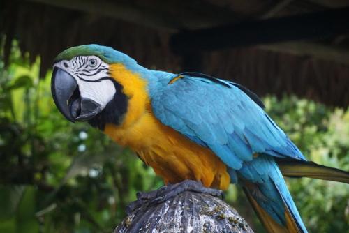 a blue and yellow parrot sitting on a pole at Reserva Natural Natura Park in Puerto Nariño