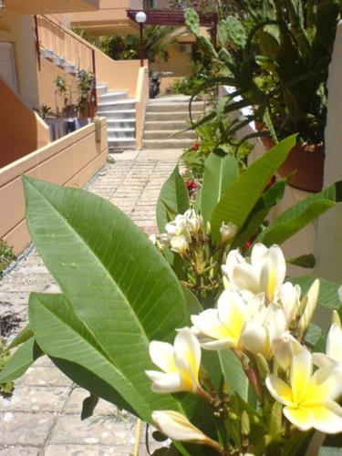 a bouquet of white and yellow flowers in front of a building at Leonidas Rooms in Plataniás