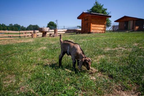 a dog standing in the grass in a field at Zagroda Nad Kotelnią in Pawłowa