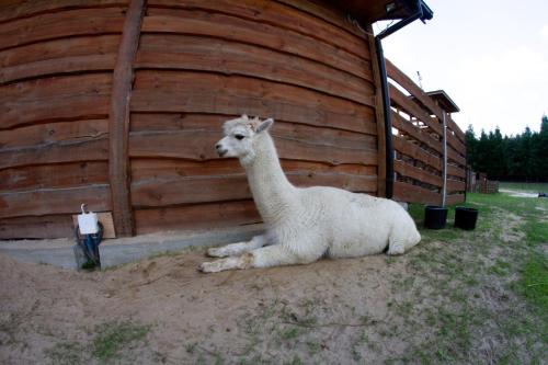 a llama laying on the ground next to a wooden building at Zagroda Nad Kotelnią in Pawłowa
