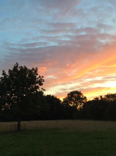 a tree in a field with a sunset in the background at Dawn Chorus Holidays in Beccles