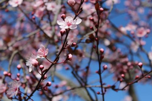 a branch of a tree with pink flowers on it at Fissas Rooms in Sivota