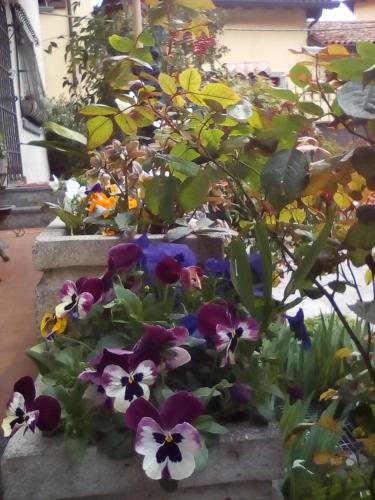 a group of pansies in a flower garden at "LA TAVERNA" B&B in Airuno