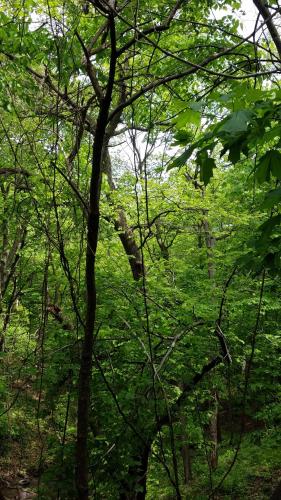 a tree with green leaves in a forest at Burr Oak Motel in Algona