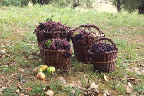 three baskets filled with apples on the grass at Appel-Ranch in Bockelwitz