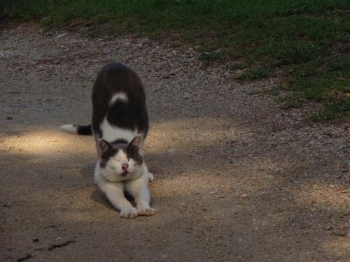 a black and white cat sitting on a dirt road at Cabañas Mirasoles in Villa General Belgrano