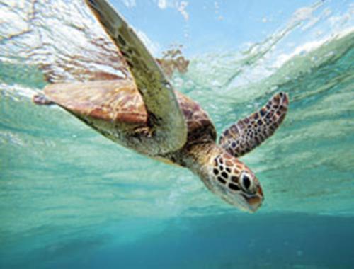 a green turtle swimming in the water at Bargara Gardens Boutique Villas in Bargara