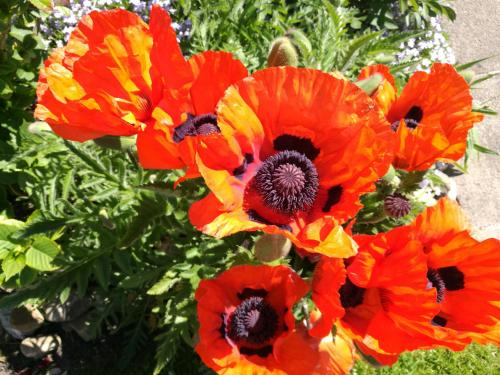 Ein Haufen roter und gelber Mohn in der Unterkunft Haus Haeger in Dahme