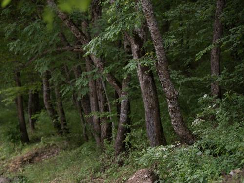 a group of trees in a forest with grass at Apricot Aghveran Resort in Agveran