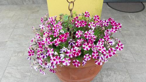 a pot of pink flowers sitting on the ground at B&B Oasi Verde in Corvara