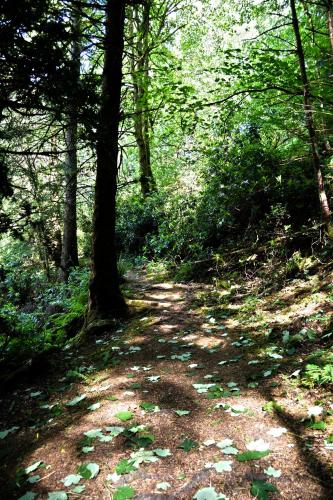 a dirt trail in a wooded area with trees at Bridge of Cally Hotel in Blairgowrie