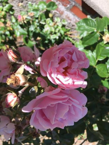 Eine rosa Rose wächst im Garten in der Unterkunft Rosengave in Alsted