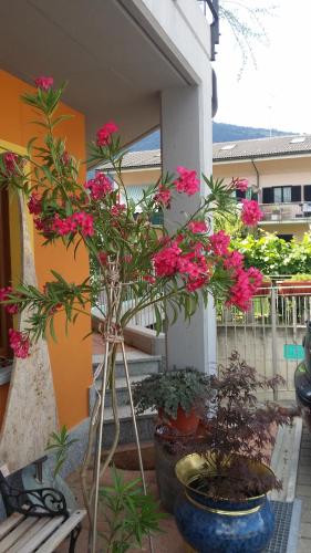 a group of flowers in vases on a patio at La Casa Del Grillo 1 in Aosta
