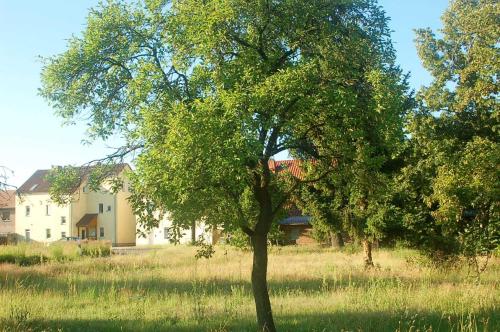 a tree in a field in front of a house at Appartements am Dorfkrug _ Ferienw in Freienhufen