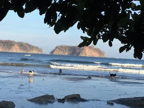 three dogs walking on the beach near the water at Las Perlitas Rentals Playa Samara in Sámara