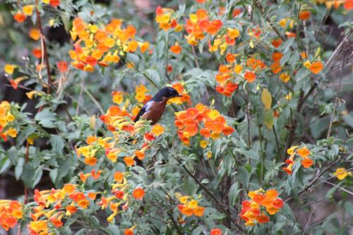 a bird sitting on top of orange flowers at Las Portadas in Ollantaytambo