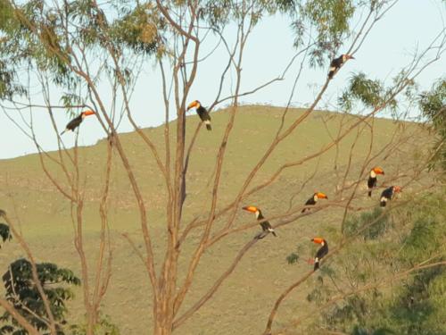 a group of birds perched on the branches of a tree at Pousada Recanto da Grande Paz in Alto Paraíso de Goiás