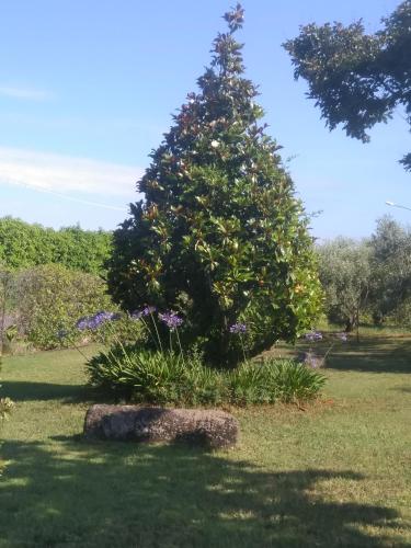 a christmas tree in the middle of a field at Casa Vacanze Le Rose in Ariccia