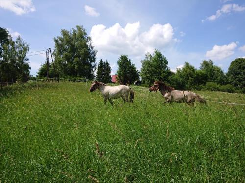 deux chevaux qui courent dans un champ d’herbe dans l'établissement Cudne Manowce, à Wetlina