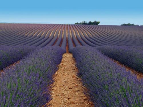 an overhead view of a lavender field at Le Trésor des Templiers in Malataverne