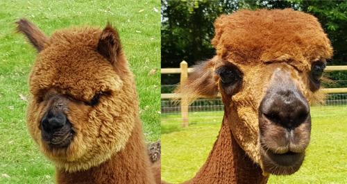 two pictures of a brown sheep standing in a field at The Two Oaks - Private garden for guests in Hertsberge