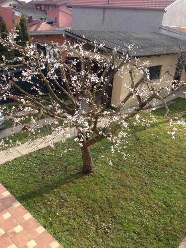 a tree with white flowers on it in a yard at Apartman TIM in Osijek