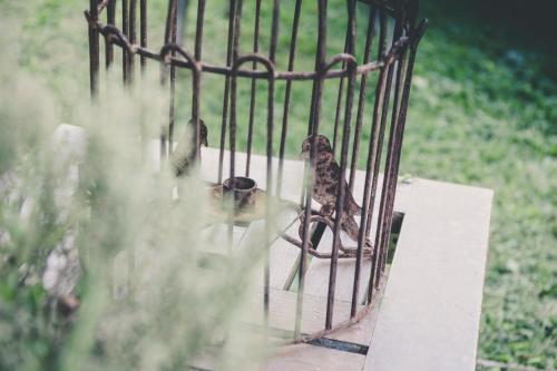 two birds are sitting in a bird cage at La Luna nel Pozzo in Parma