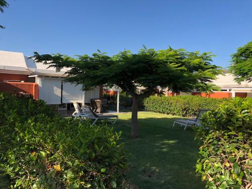 a tree in the middle of a yard with benches at TC Bungalow Melocotones 15 in Maspalomas