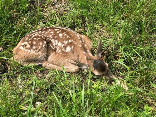 a baby deer is laying in the grass at Berghof Haselsberger in Sankt Johann in Tirol