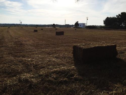 an open field with hay bales in a field at Masseria Fabrizio in Otranto