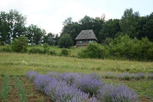 a house in the middle of a field with purple flowers at Casa Glod in Glod