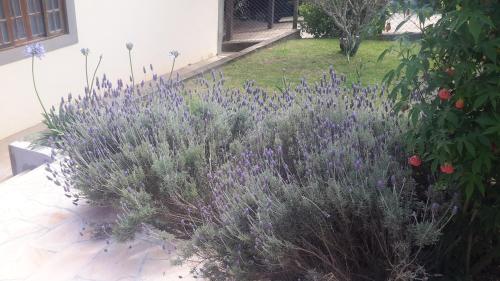 a garden with purple flowers in a yard at Casa de La Luna in Monte Verde