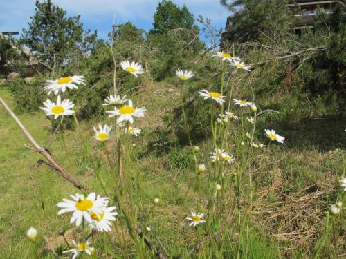 a bunch of white flowers in a field at Dzeņi in Amatciems