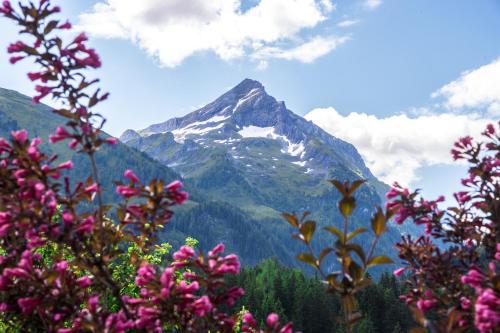 a mountain with pink flowers in front of it at Pension Alpengruss in Gerlos