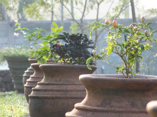 a row of clay vases with plants in them at Amelia Resort in Sigiriya