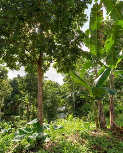 a forest filled with trees and green plants at Bamboo & B in Licin