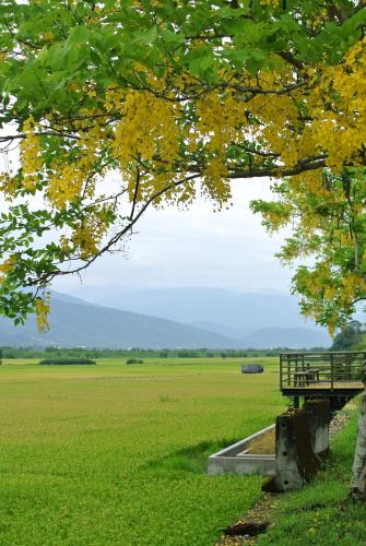 a bench sitting under a tree next to a field at Pu Shi Homestay in Yuli