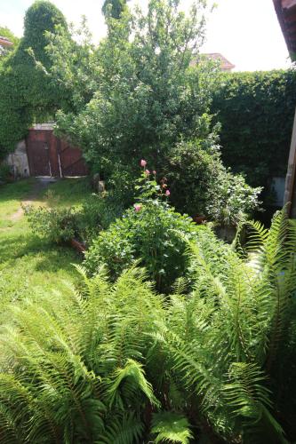 a garden with lush green plants and a tree at Pazo de Chaioso Ribeira Sacra in Maceda