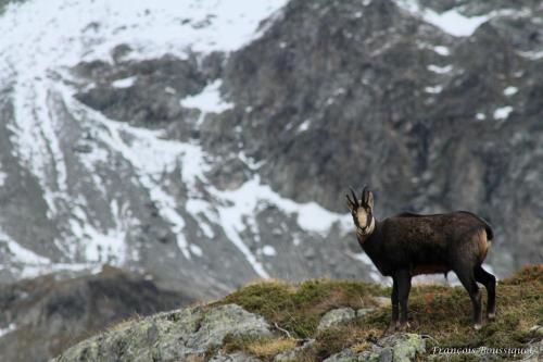 a goat standing on the side of a mountain at chambre d'hôte Chez Tourache in Saint-Jacques-en-Valgodemard