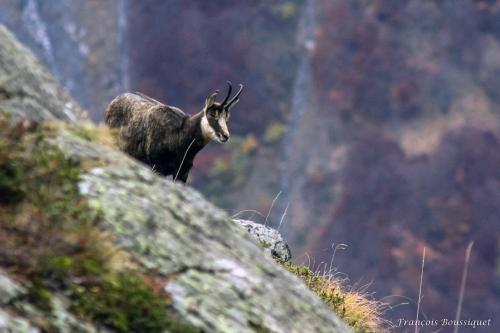 a horned animal standing on top of a rock at chambre d'hôte Chez Tourache in Saint-Jacques-en-Valgodemard