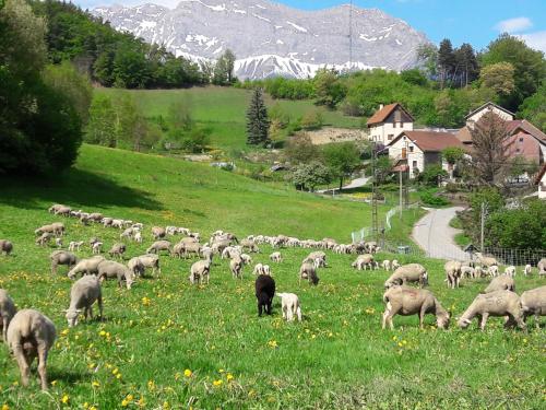 a herd of sheep grazing in a field of grass at chambre d'hôte Chez Tourache in Saint-Jacques-en-Valgodemard