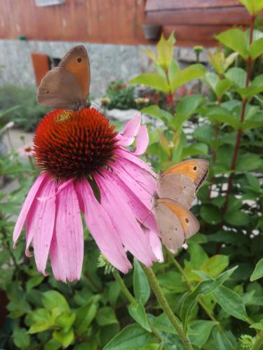two butterflies are sitting on a pink flower at Seosko turističko domacinstvo Imunsan in Niš